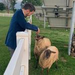 Allen Farm Sheep & Wool Co.