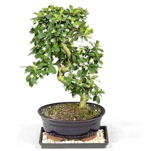 Our New Bonsai