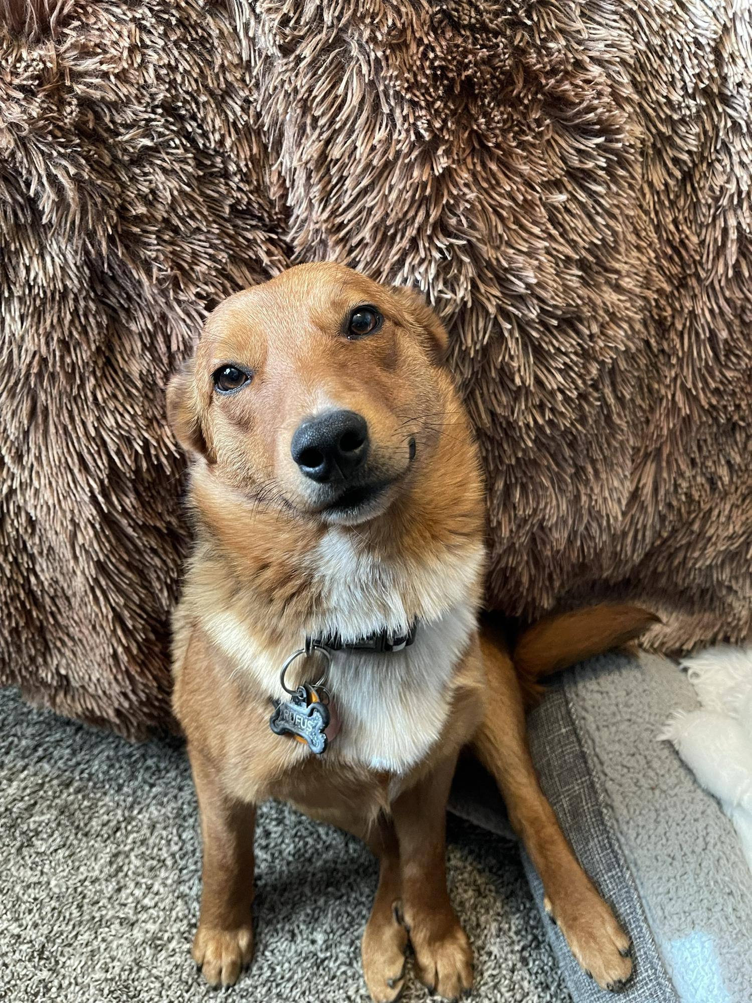 Our sweet Rufus