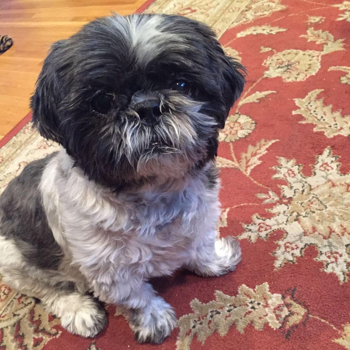 Jonny's first beloved dog - Max