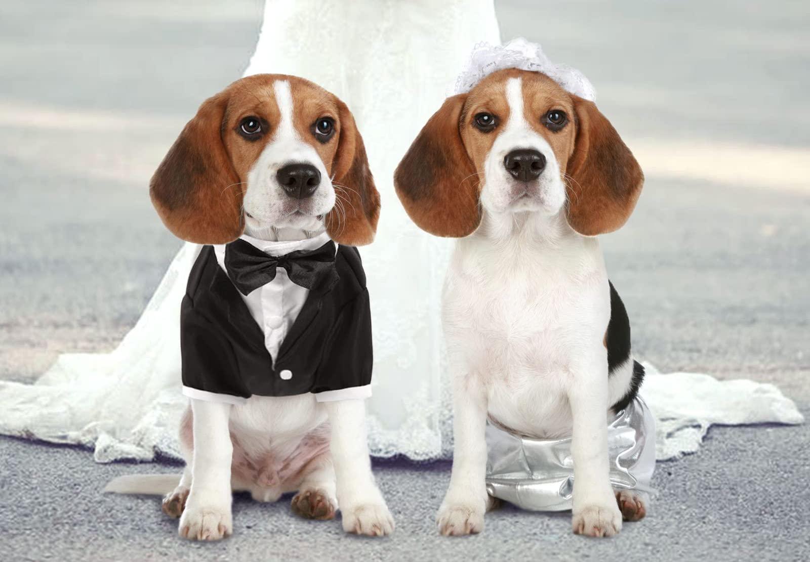 The Wedding Website of Aidan Rees and TJ Wortham