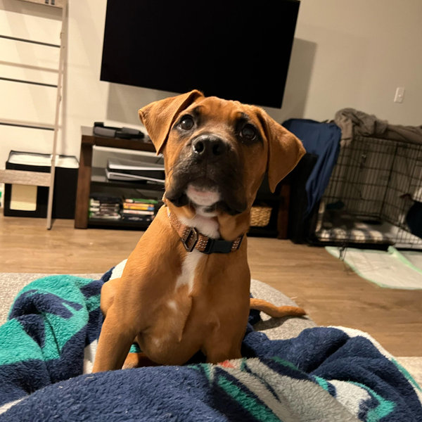 Buy Joe some treats!
