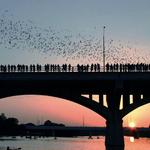 Ann W. Richards Congress Avenue Bat Bridge