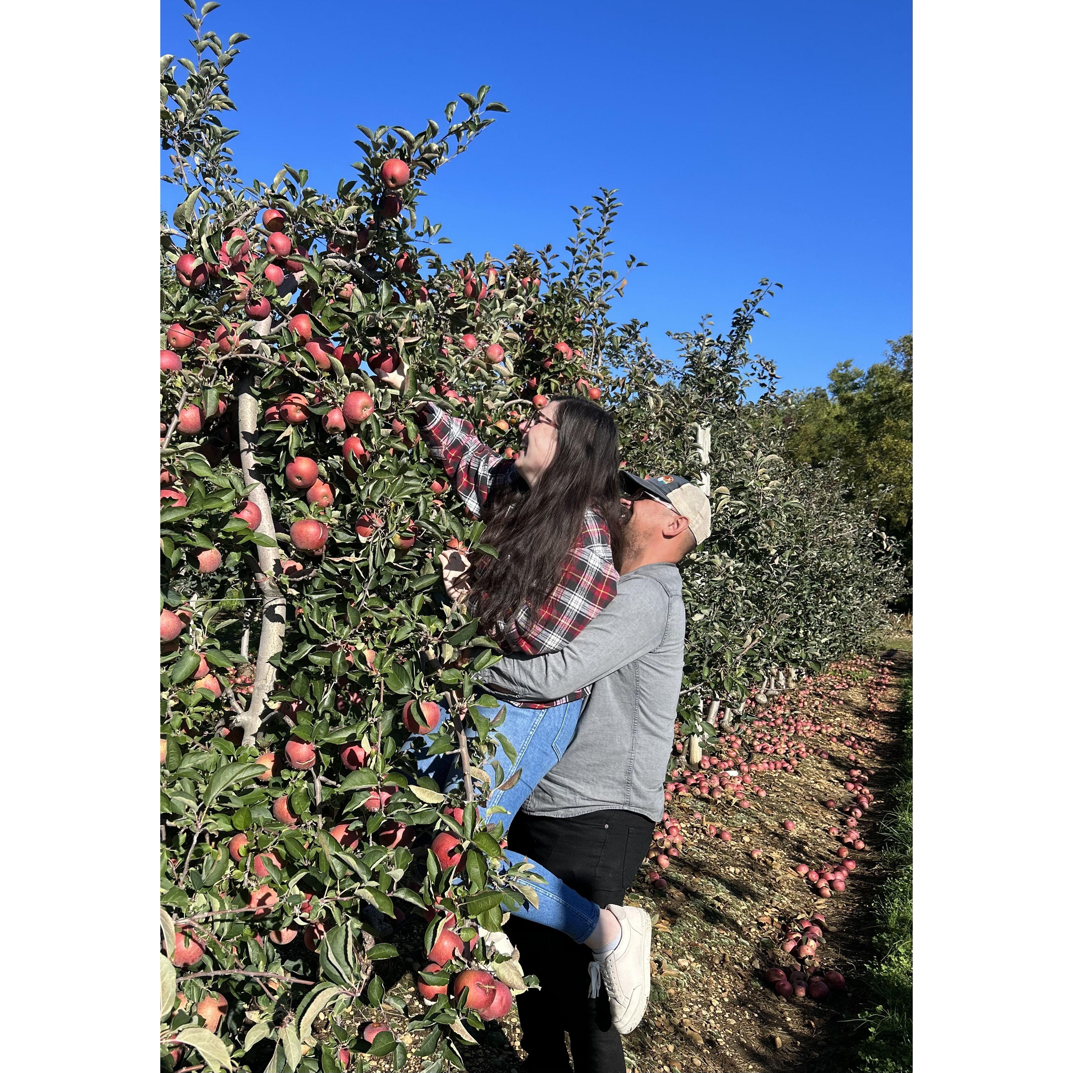There were no ladders for apple picking so we had to improvise