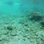 Phil Foster Park Snorkeling