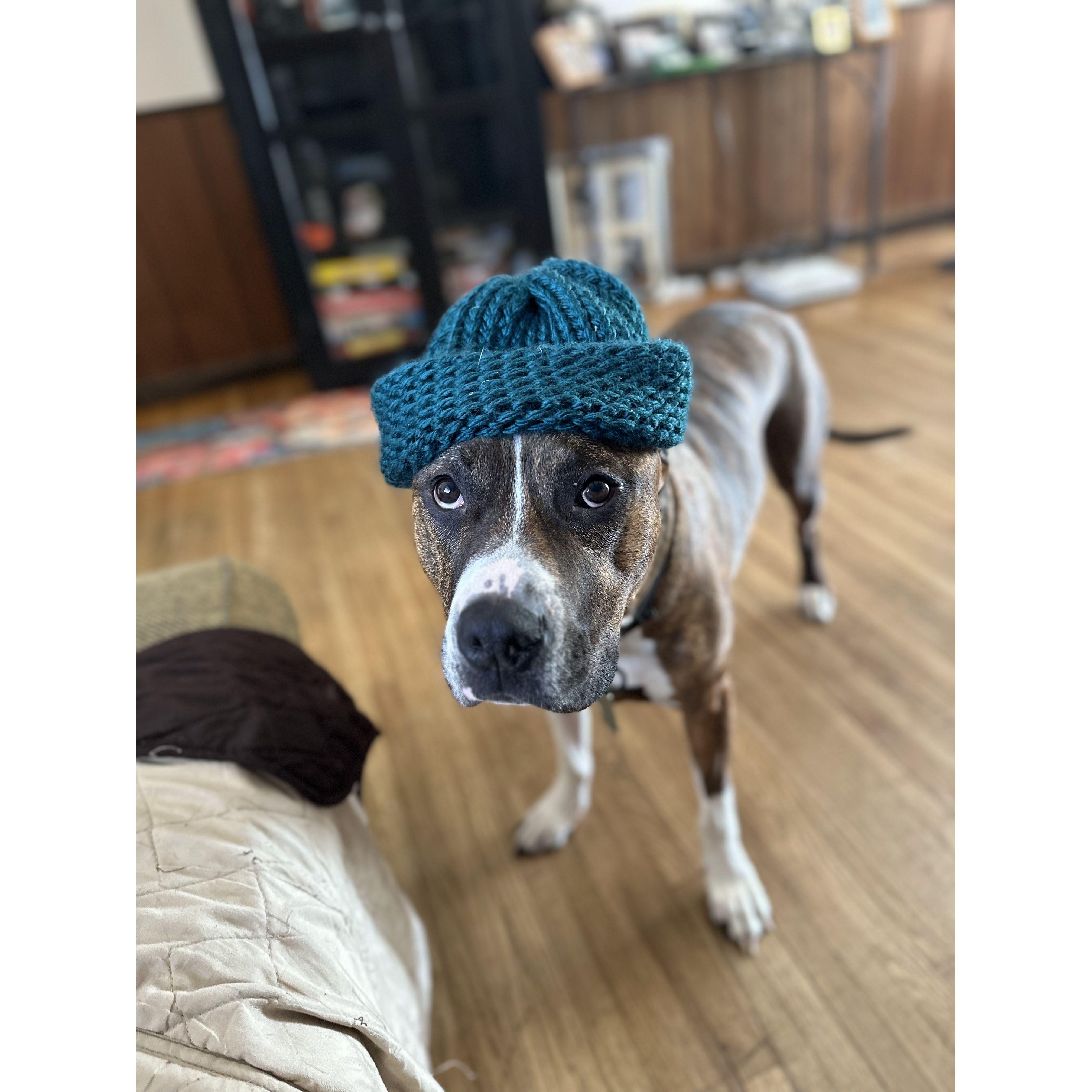 This is Capone. aka Buttercup, aka Baby Guy, aka Capona, aka Buttery Bean. He's Kate's 5 year old brindle pit. Emerson and Capone are sorta trying to learn to love each other....