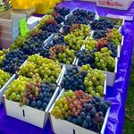Naples Grape Festival