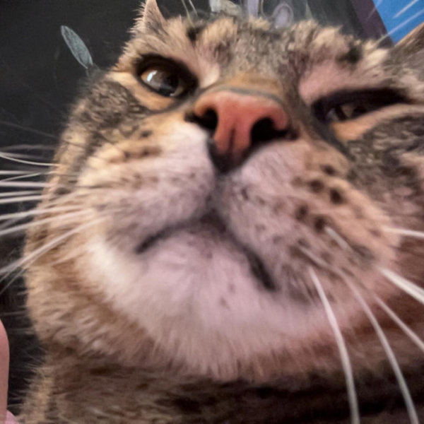 Cat Fund