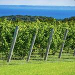 Old Mission Peninsula Wine Trail