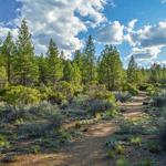 Whychus Creek Trail