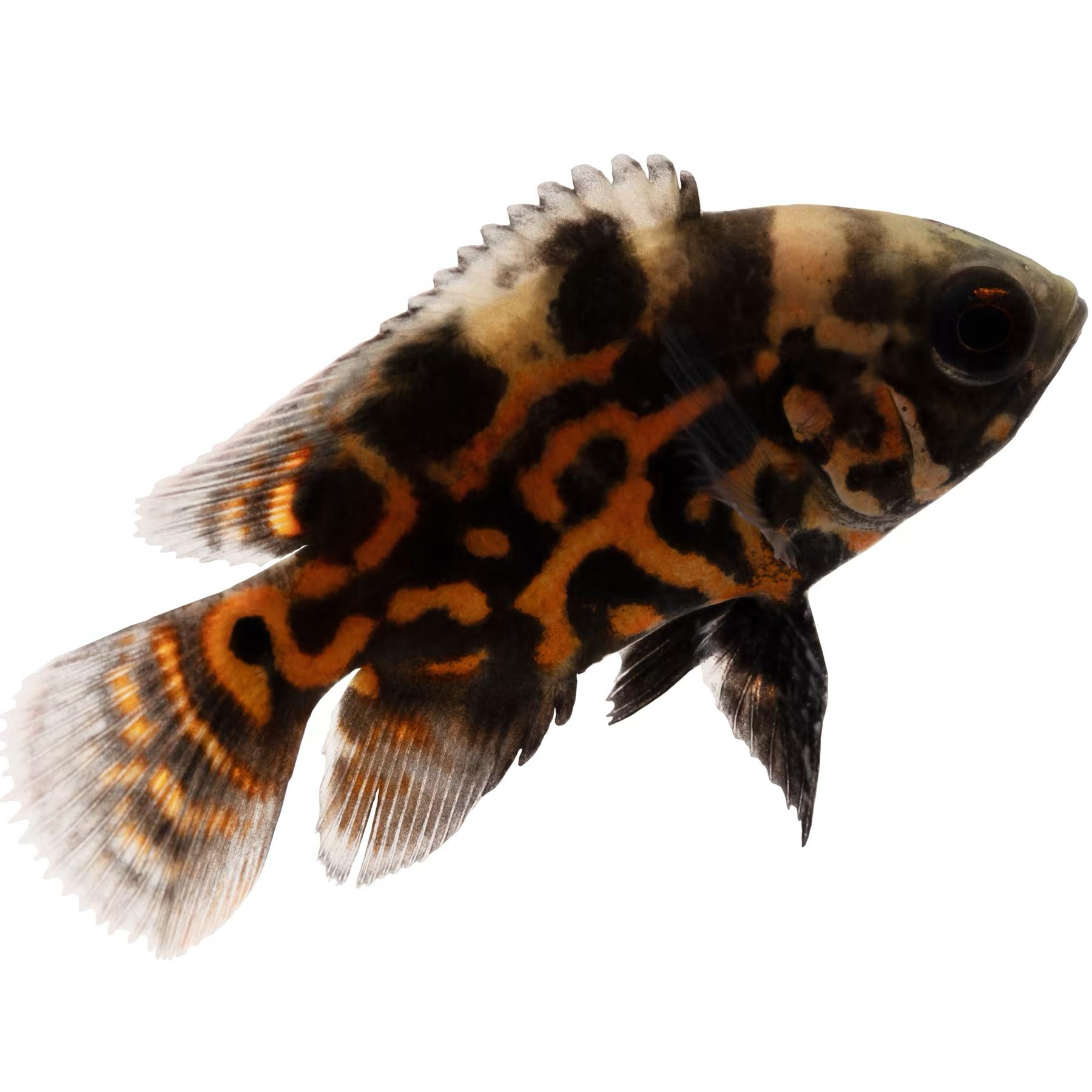 New Fish Tank