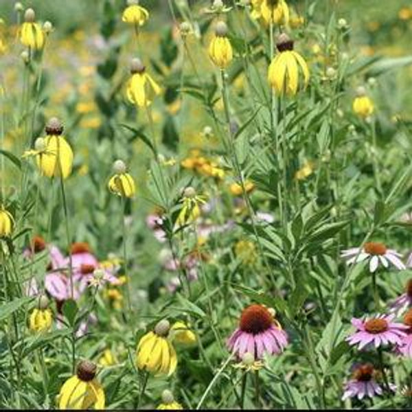 Native Landscaping and Rewilding Oliver Acres