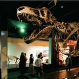South Australian Museum