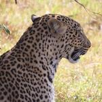 Wildlife Safari