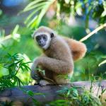 Santa Fe College Teaching Zoo