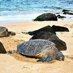 Laniakea Beach