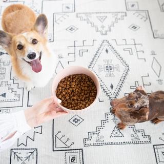 Ripple Dog Bowl