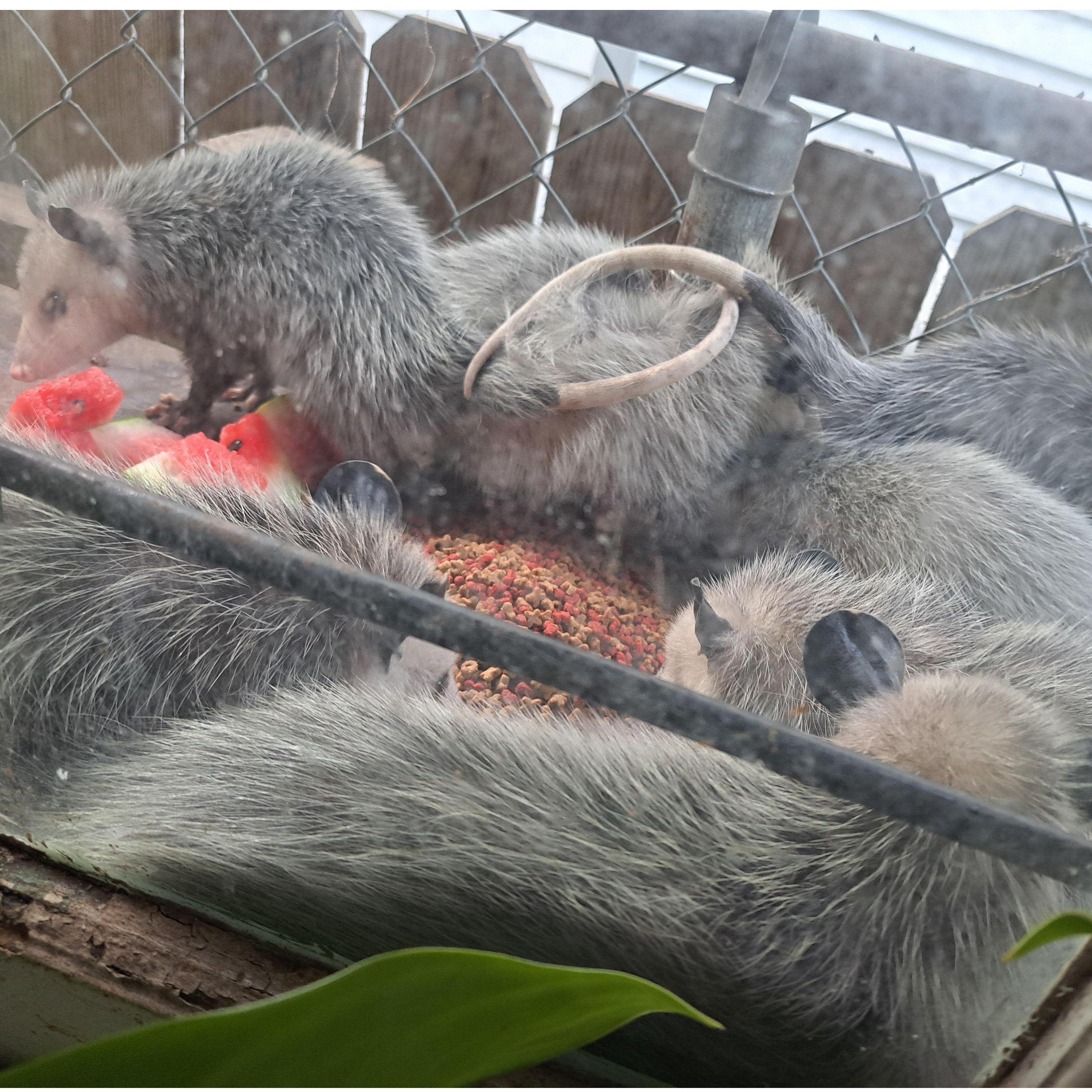 Our baby possums on the kitchen window outdoor shelf in April 2024.