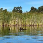Lodi Lake