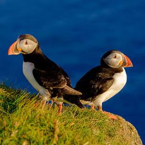 Puffin Tour in Reykjavík on our Honeymoon