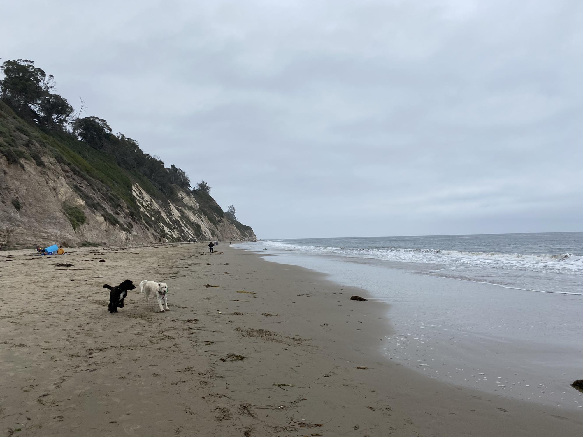 Hendry's Beach in Santa Barbara. Before Caitlin moved to Oregon she used to spend almost every weekend here saying hi to other people's dogs and dreaming of a day when she got to take her own dogs!