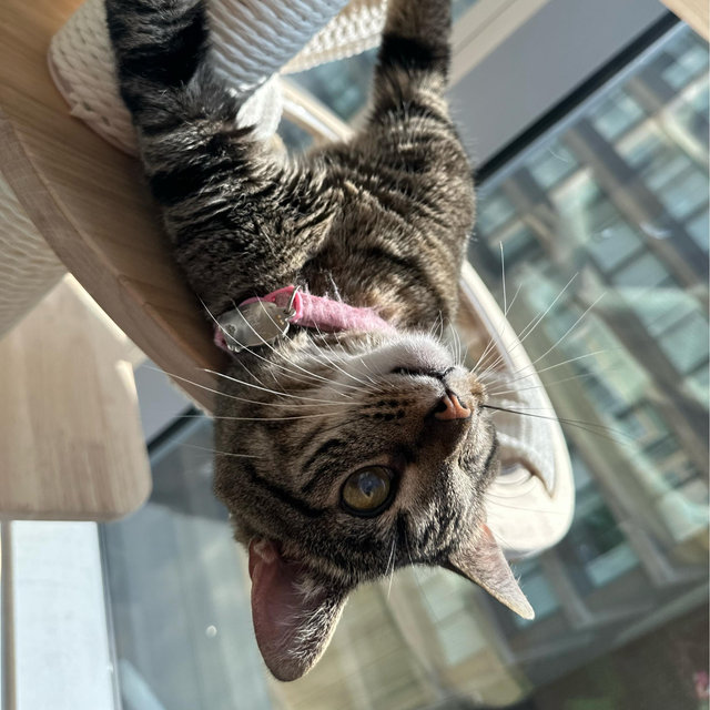 Pet Sitting Cost for Honeymoon