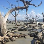 Driftwood Beach