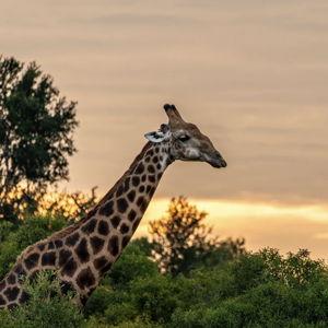 African Safari Day 4