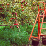 Sekapp Orchard