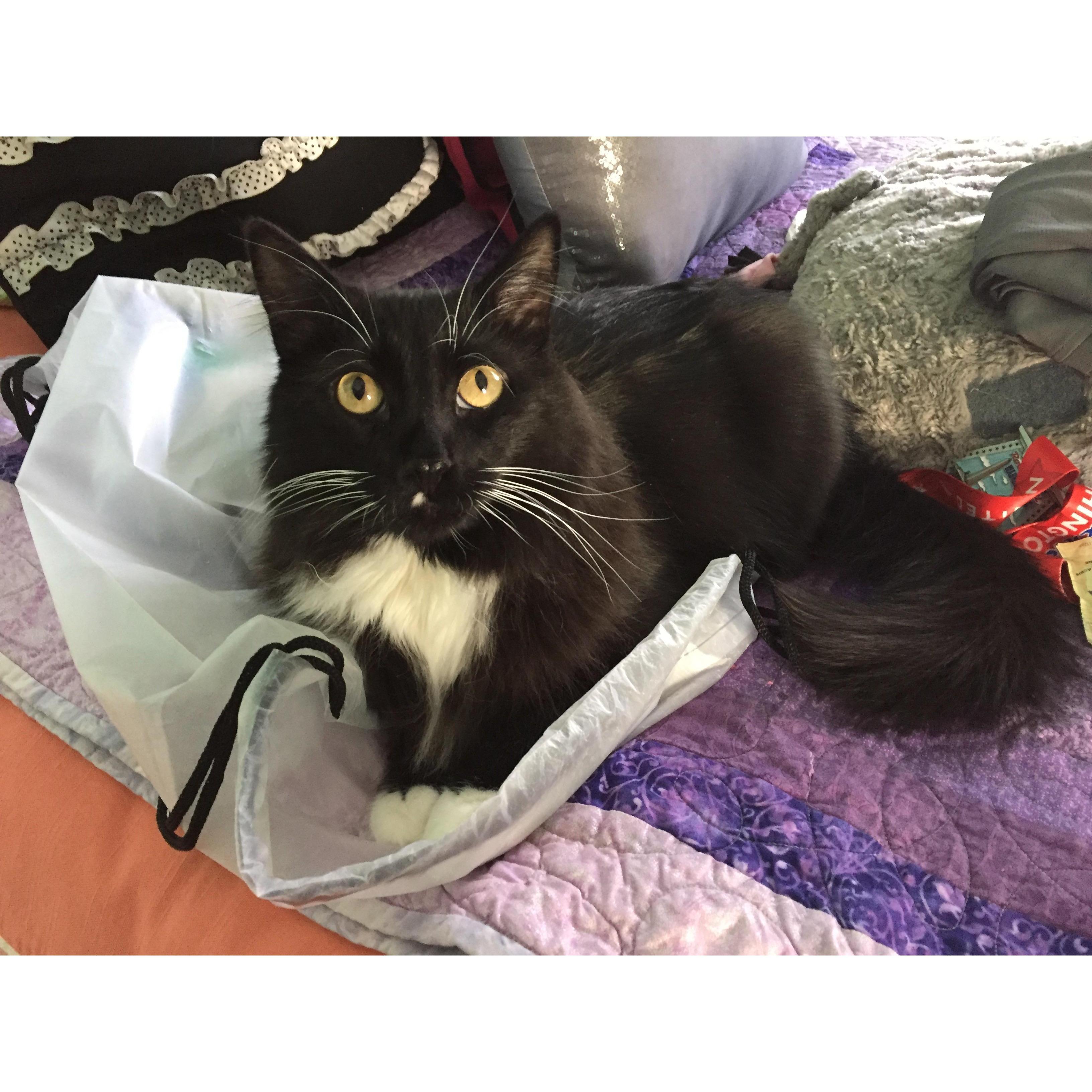Amanda's cat, Stanley