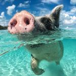 Swimming Pigs Exuma