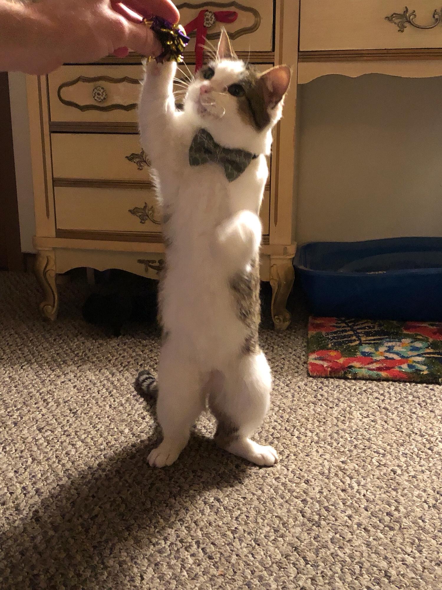 2018 Pepé’s first Christmas 😻