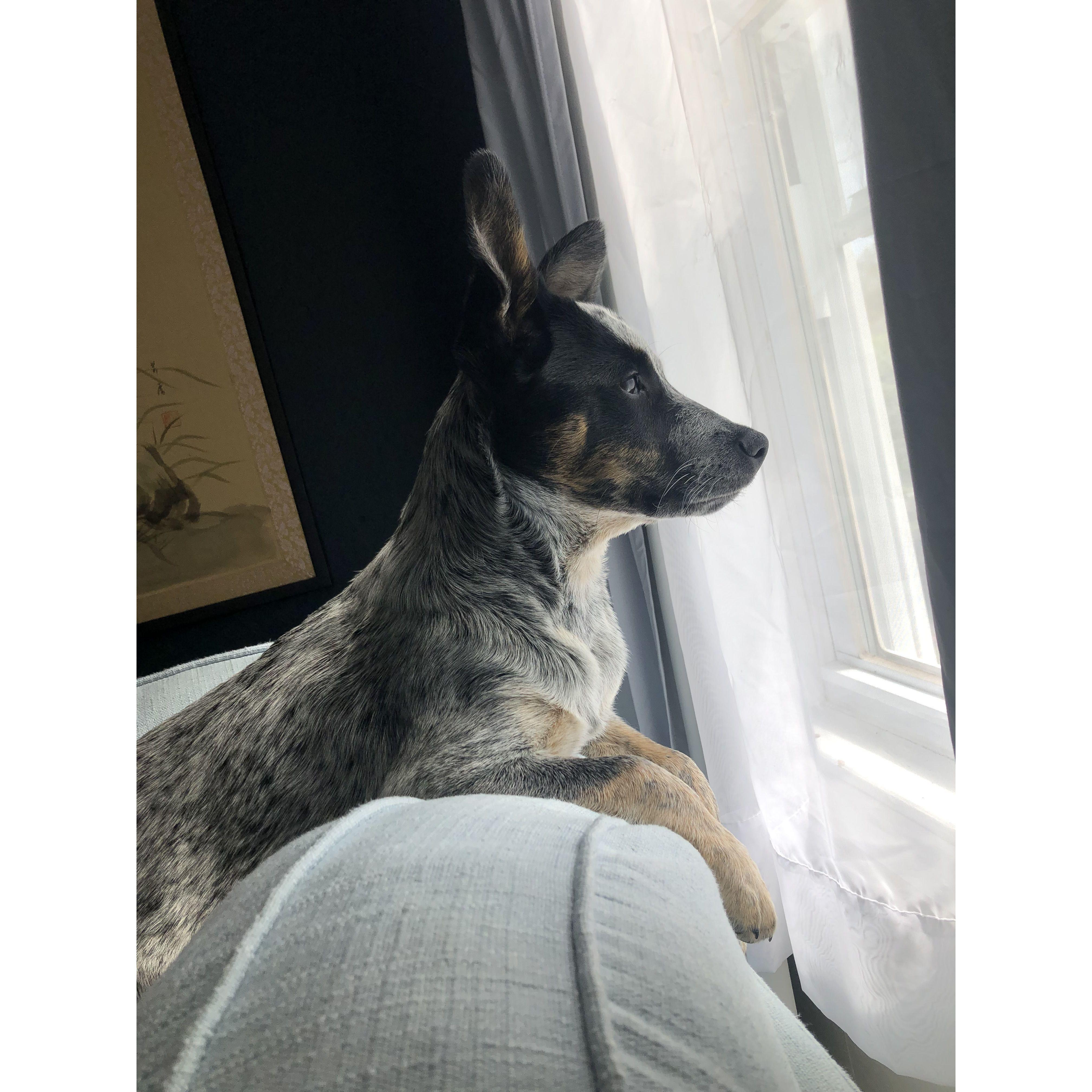 Mr. Tuck in his favorite spot