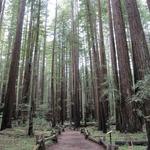 Armstrong Redwoods State Natural Reserve