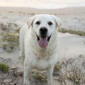 Pet Hotel For Our Honeymoon