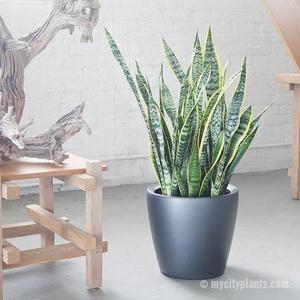 Sansevieria Classico 14"