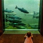 Ballard Locks Fish Ladder
