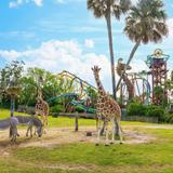 Busch Gardens Tampa Bay