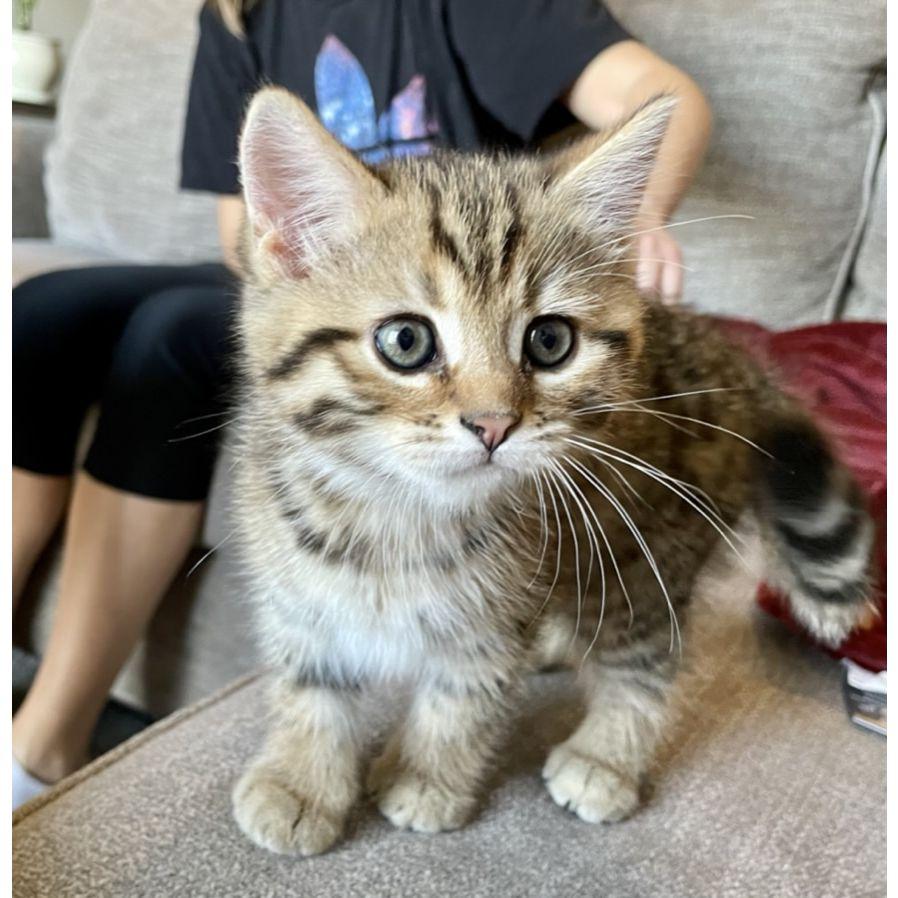 April 30th, 2022 Rue's Adoption Day!