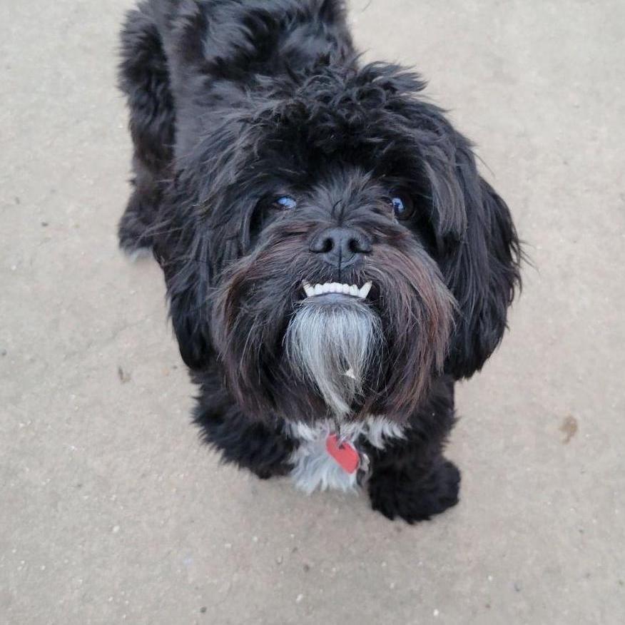 our vicious beast