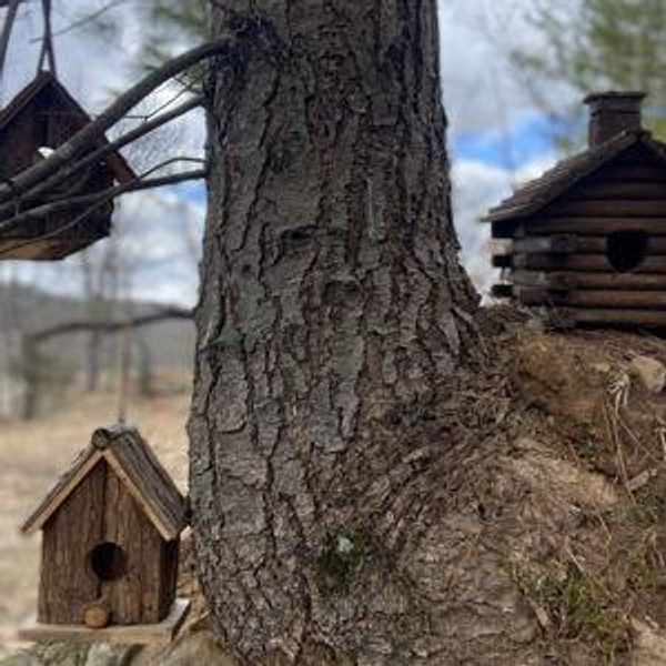 Building Our Cabin