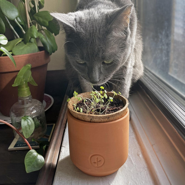 Modern Sprout, Pet Tiny Terracotta Kit, Set of 2 | Zola