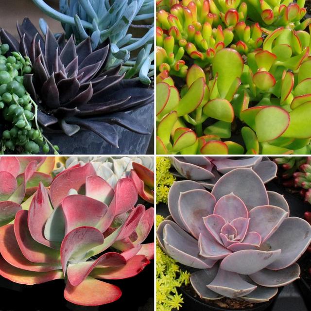 4pc Succulent Collector's Edition - National Plant Network