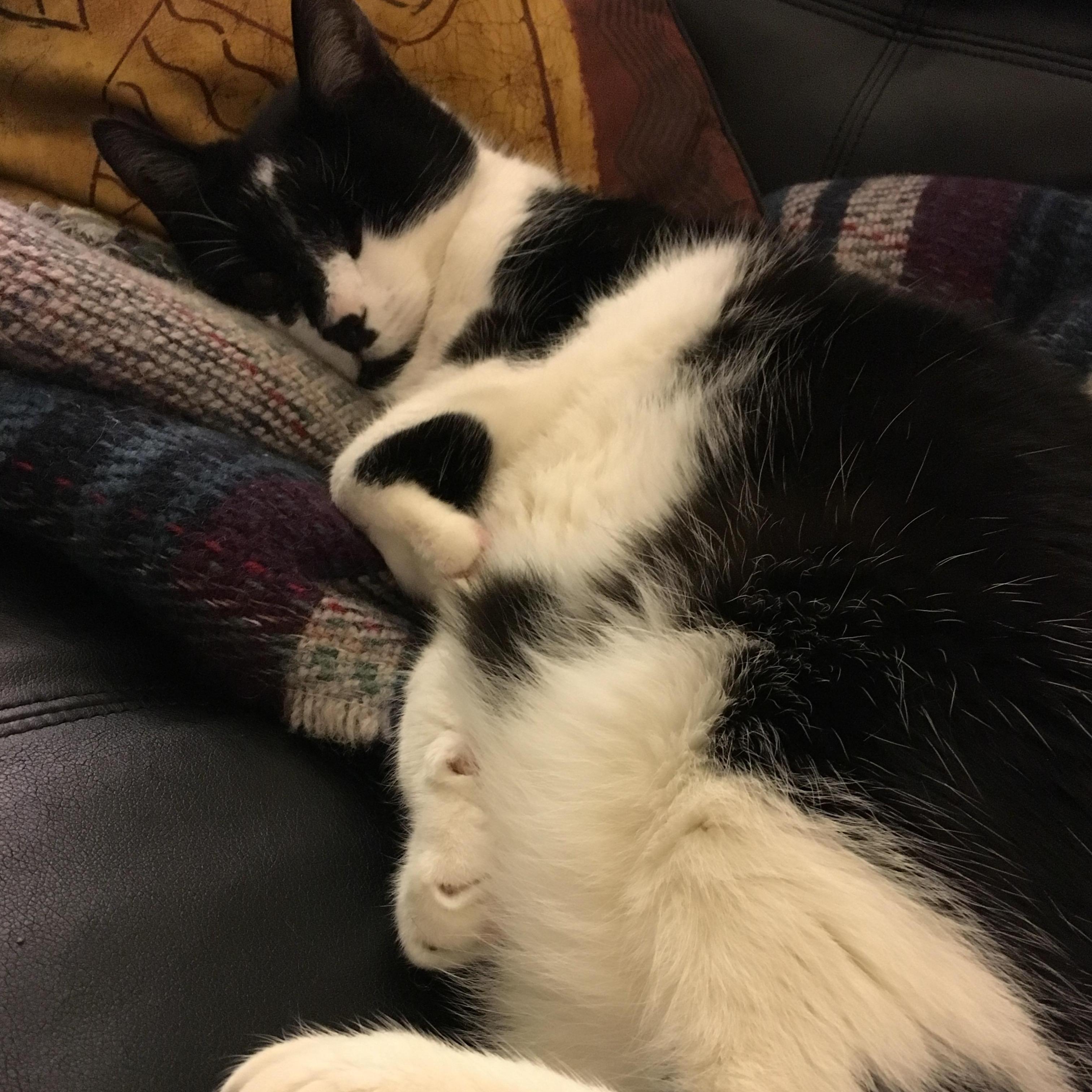 This was Berlin. He was Amelia's cat that Chuck fell in love with. Chuck used to tell Amelia he loved her almost as much as Berlin. Berlin passed in January 2017 and we continue to miss him.