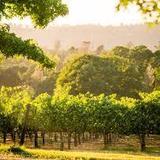 Viña Castellano Winery