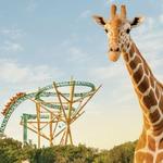 Busch Gardens Tampa Bay