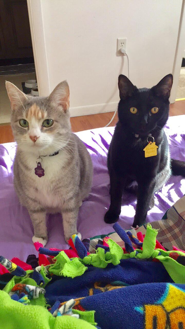 & then one day we decided to settle down & adopt two furbabies!