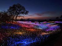 Bruce Munro: Field of Light At Sensorio