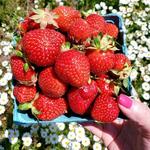 Pick Your Own Berries at Pattys Berries and Bunches