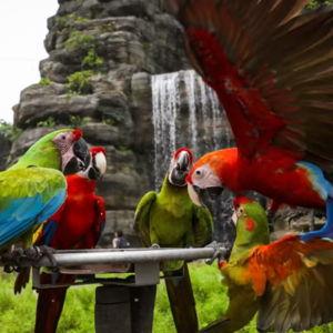 Singapore Birds of Paradise Aviary Visit For Two- Honeymoon